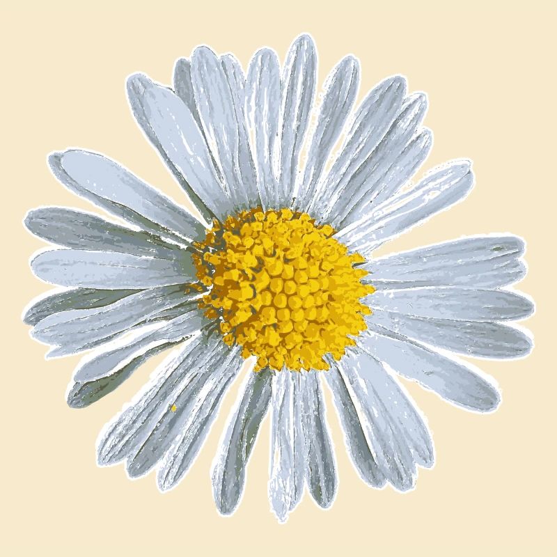 Blume Blüte Gänseblümchen Blumen Design
