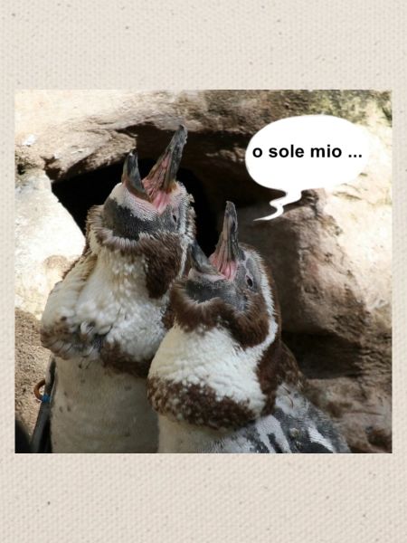 Pinguine