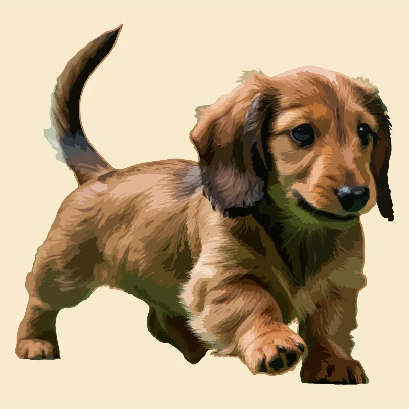 Chiot teckel