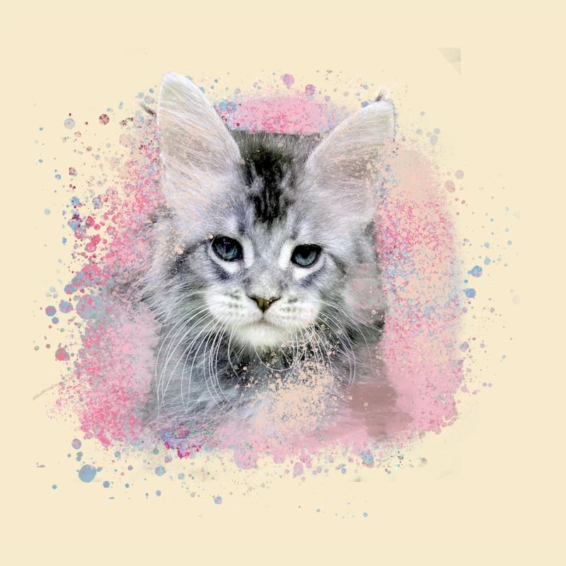 kitten,cat,graffiti,painting, Maine Coon cat,