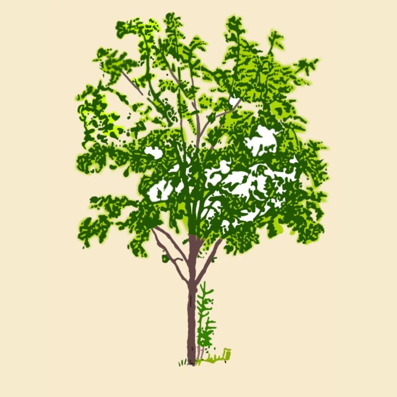 tree