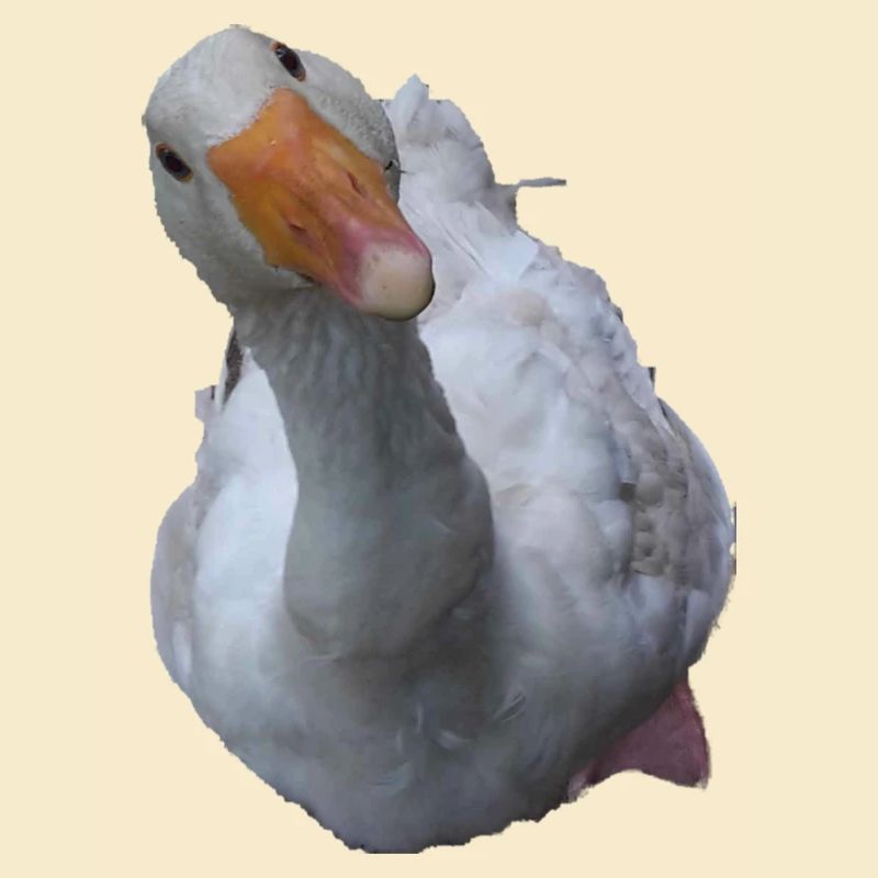 Gans