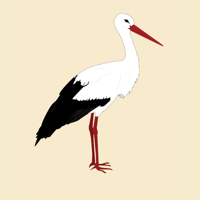 Storch steht