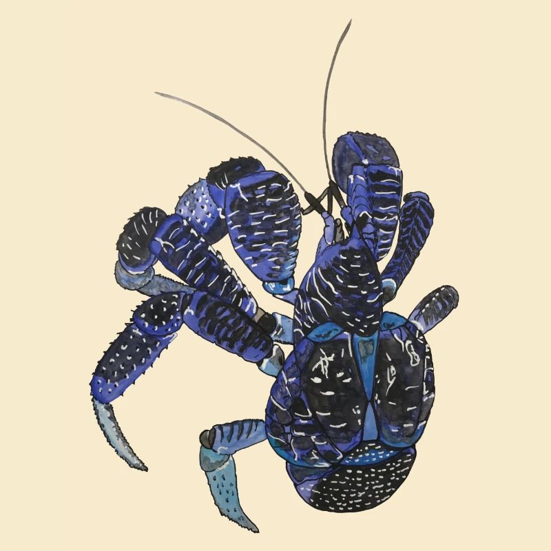 Palm thief blue crab Birgus latro hermit kre