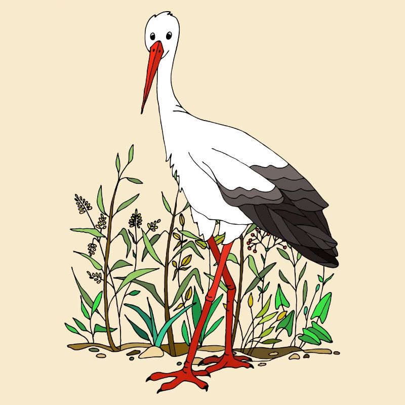 Storch