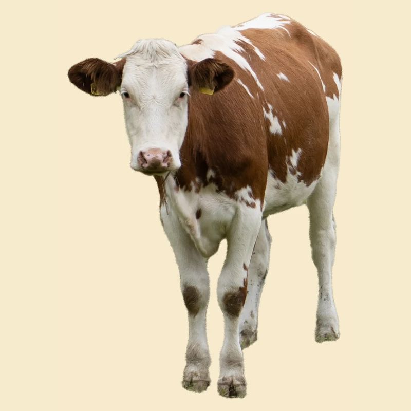 Cow