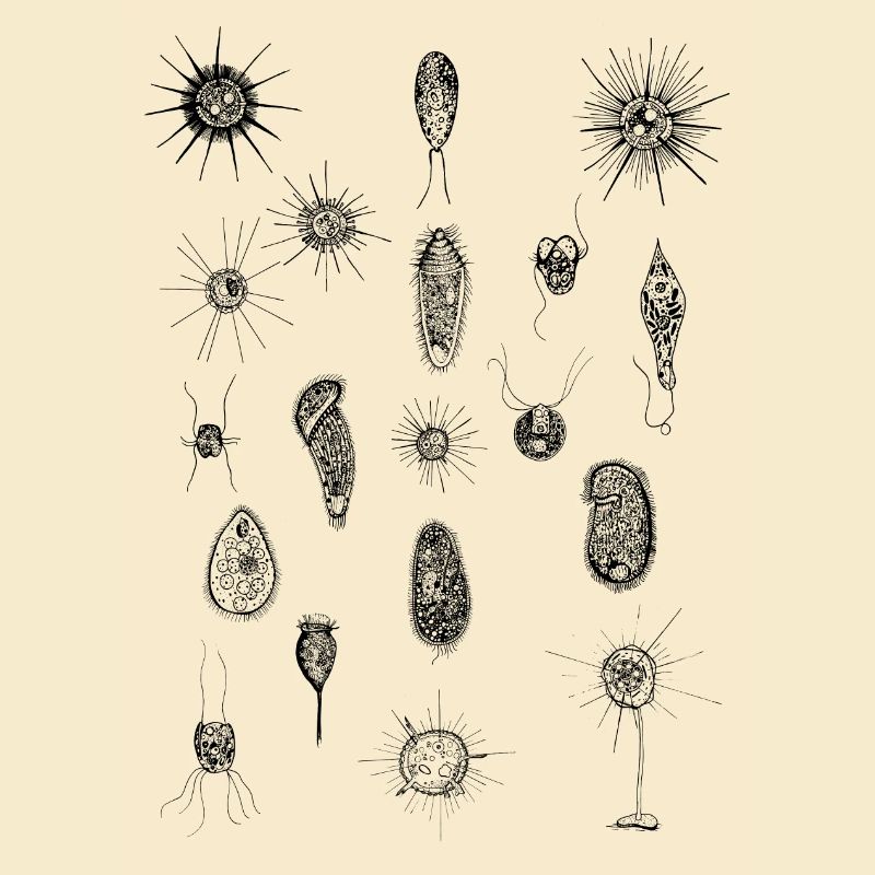 PLANKTON_01(Série: Sous le microscope)