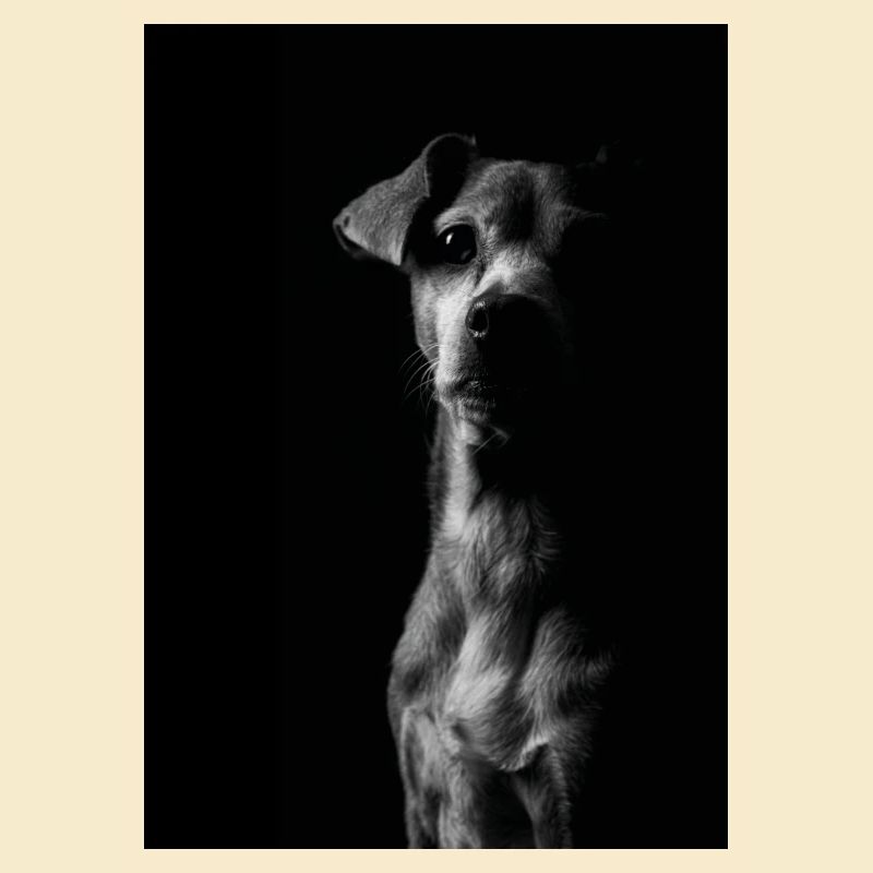 Hunde Portrait