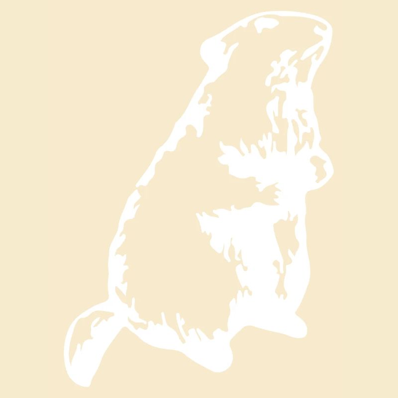 Murmeltier