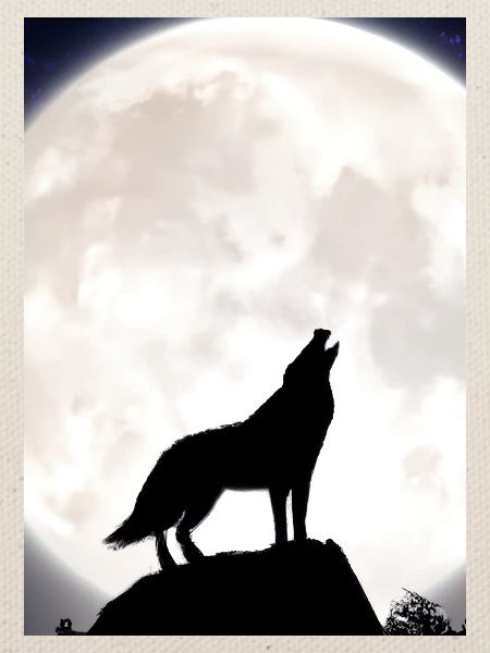 Wolf bei Nacht
