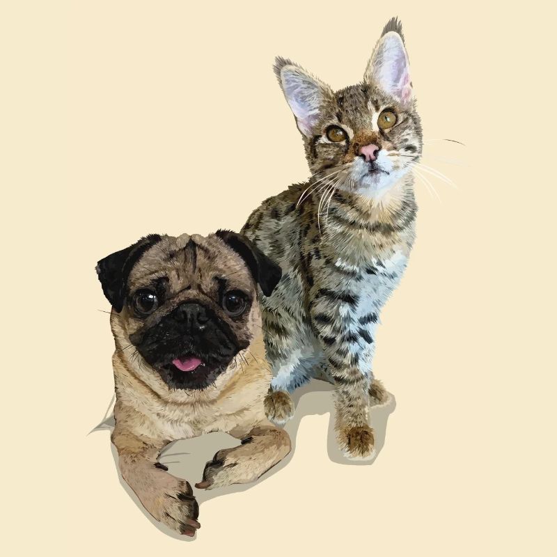 Mops und Katze