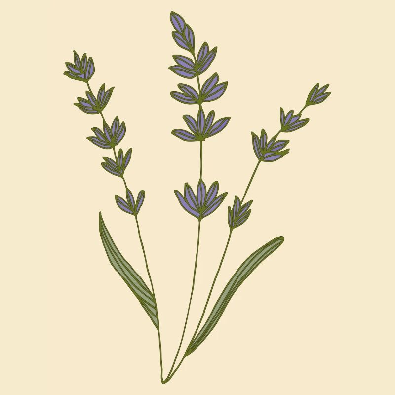 lavender