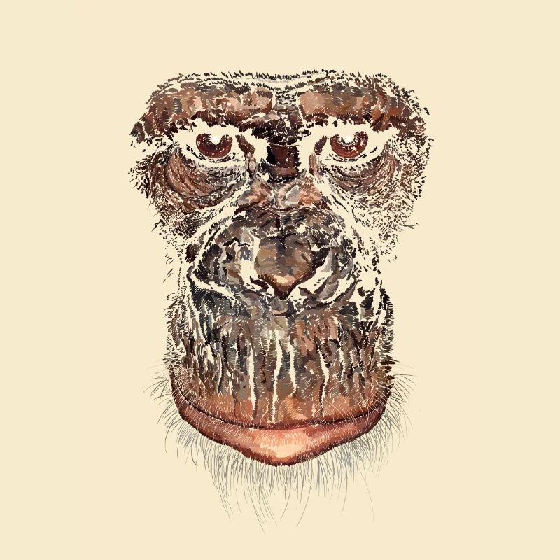 Monkey