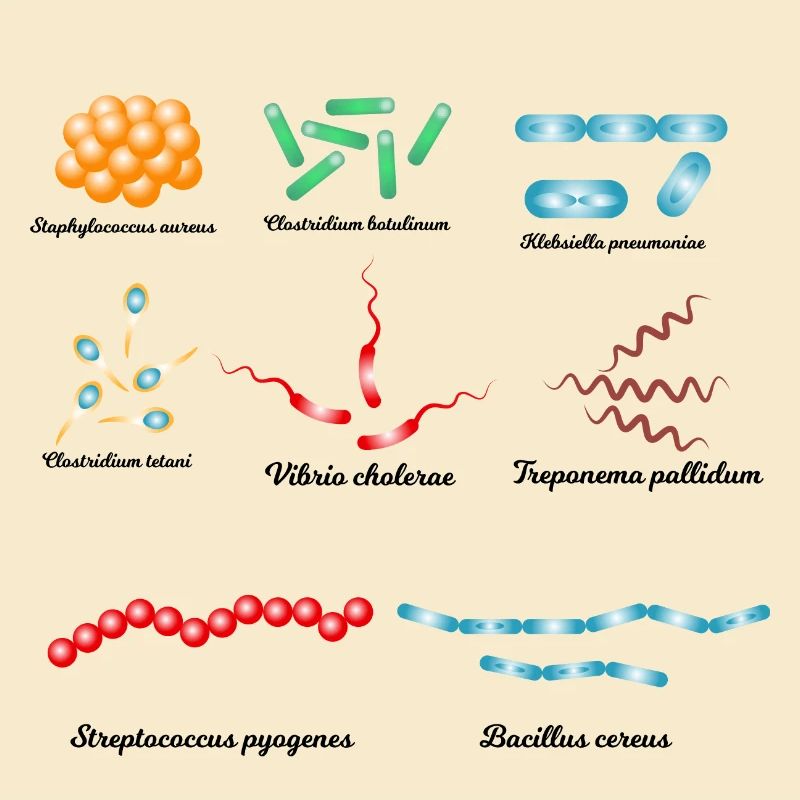 Berühmte Bakterien - Pathogene