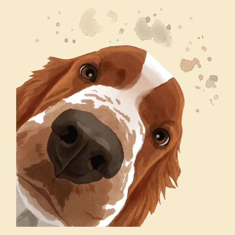 Curious Welsh Springer Spaniel Dog