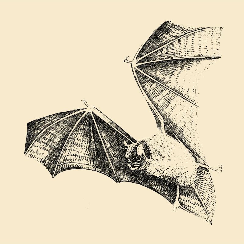 fledermaus
