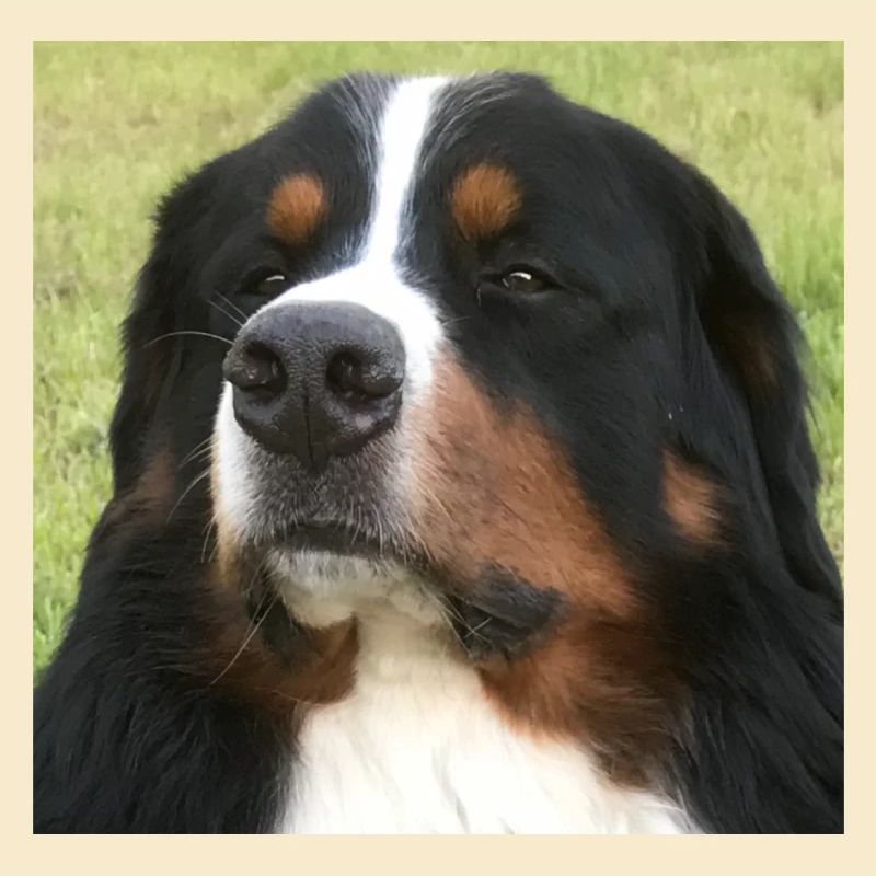 Bernersennehund