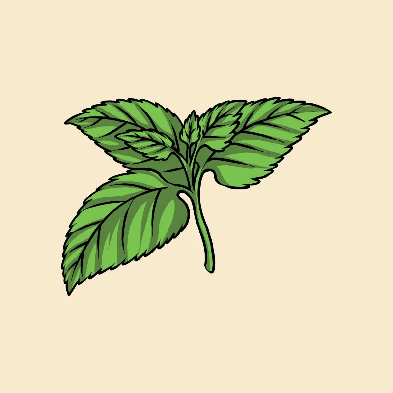 Mint Mint leaf