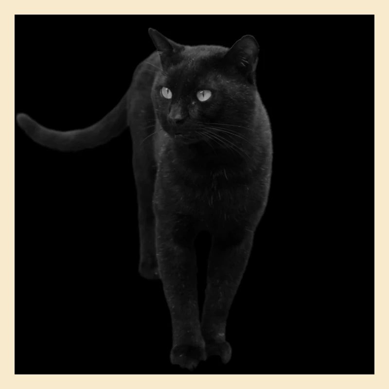 Chat noir Chat Chat Noir Chat Cadeau