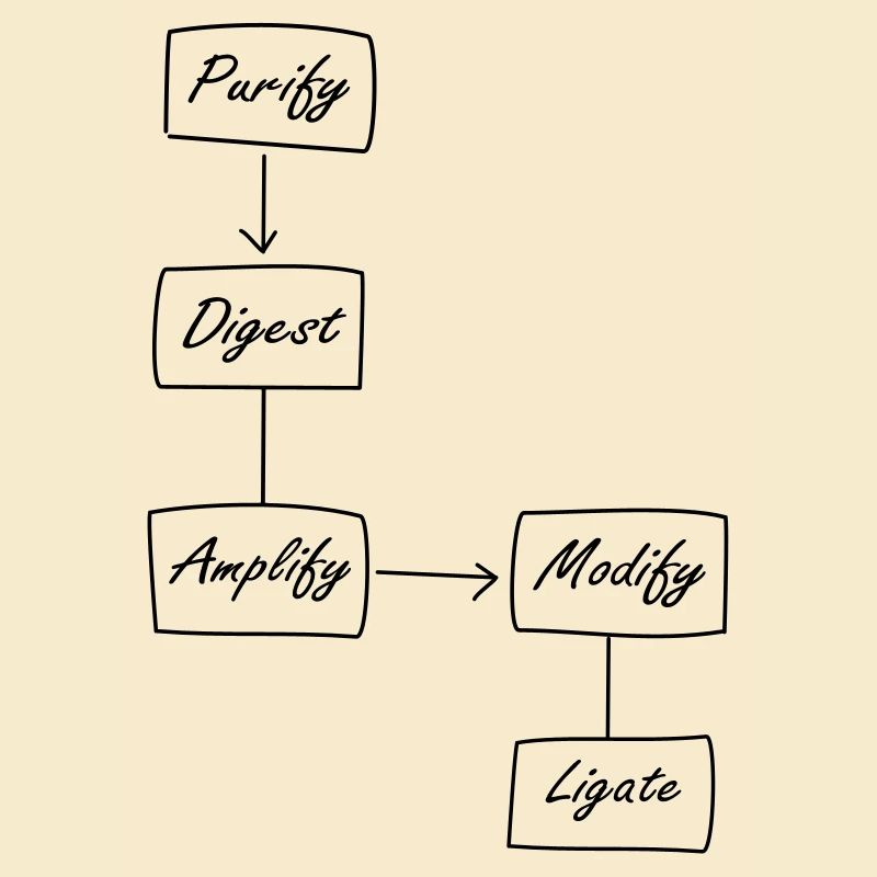 Molecular Biology Protocol