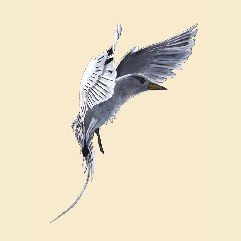 Queue Oiseau tropical