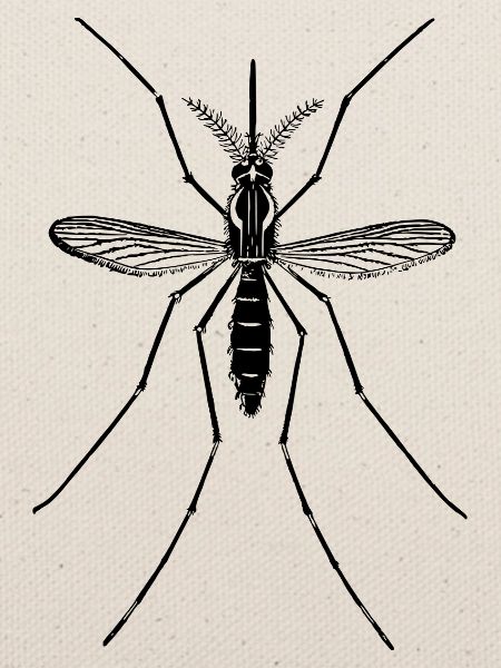 mosqui 10