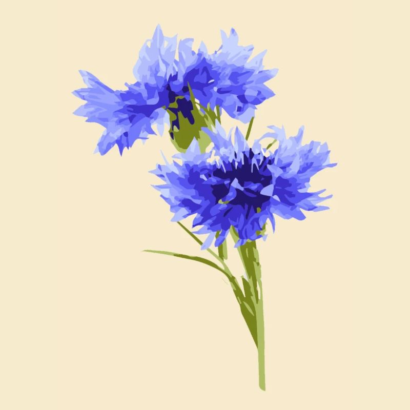 Kornblume