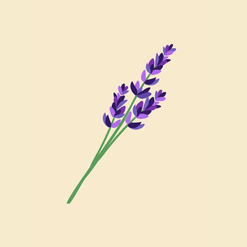 Lavender 1
