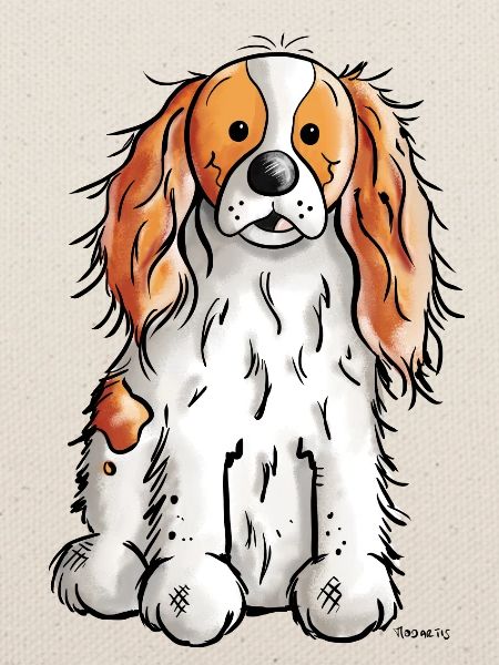 Cavalier King Charles Spaniel