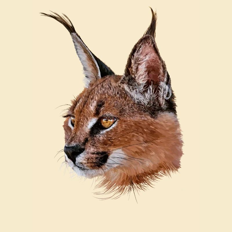 Karakal
