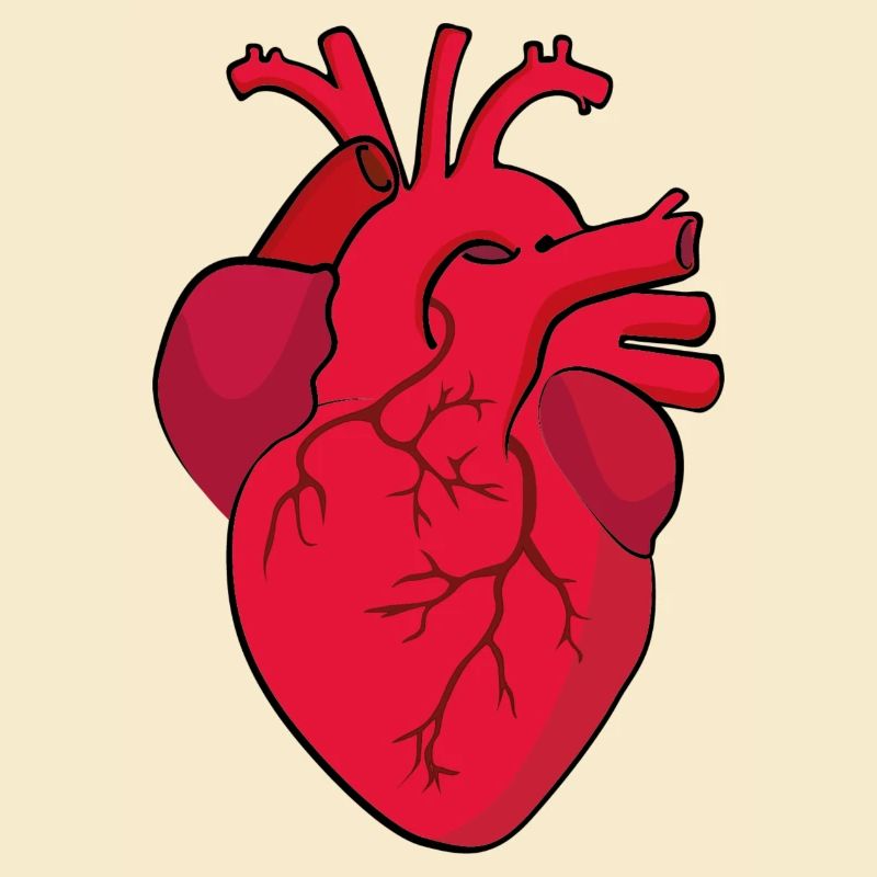 herz anatomisch