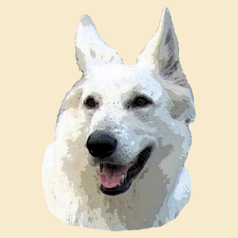 White Shepherd
