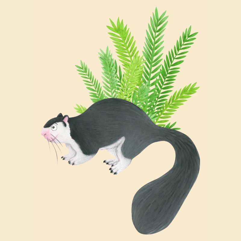 Sri Lanka Riesenhörnchen