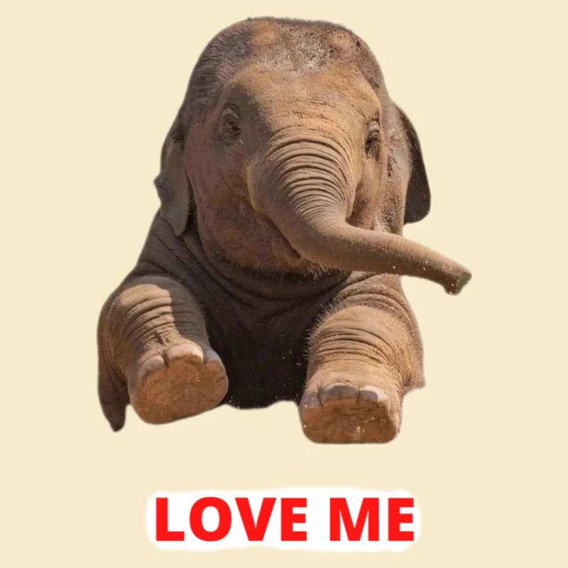 Elefant
