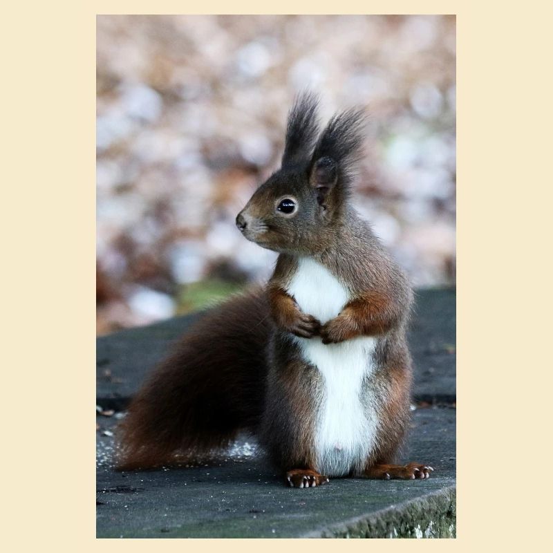 Eichhörnchen, Isibat