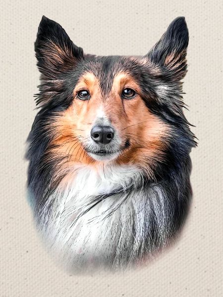 Shetland Hundekopf