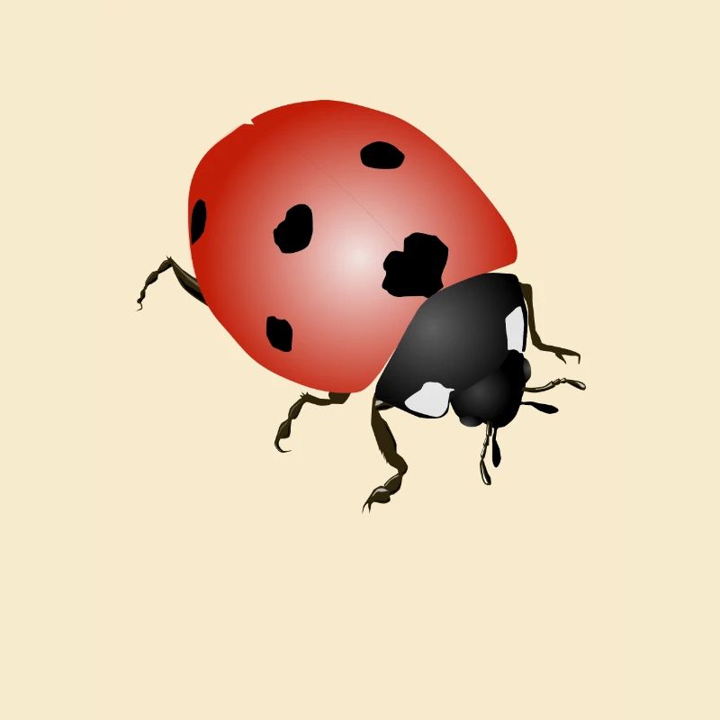 Marienkäfer