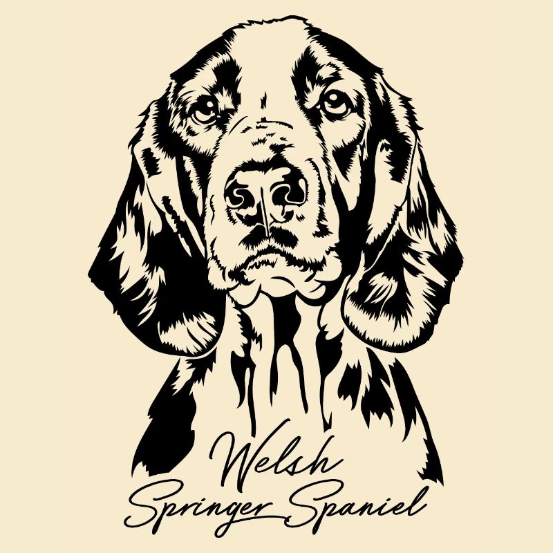 Welsh Springer Spaniel Portrait Dogs Wilsigns