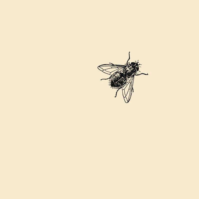 mouche