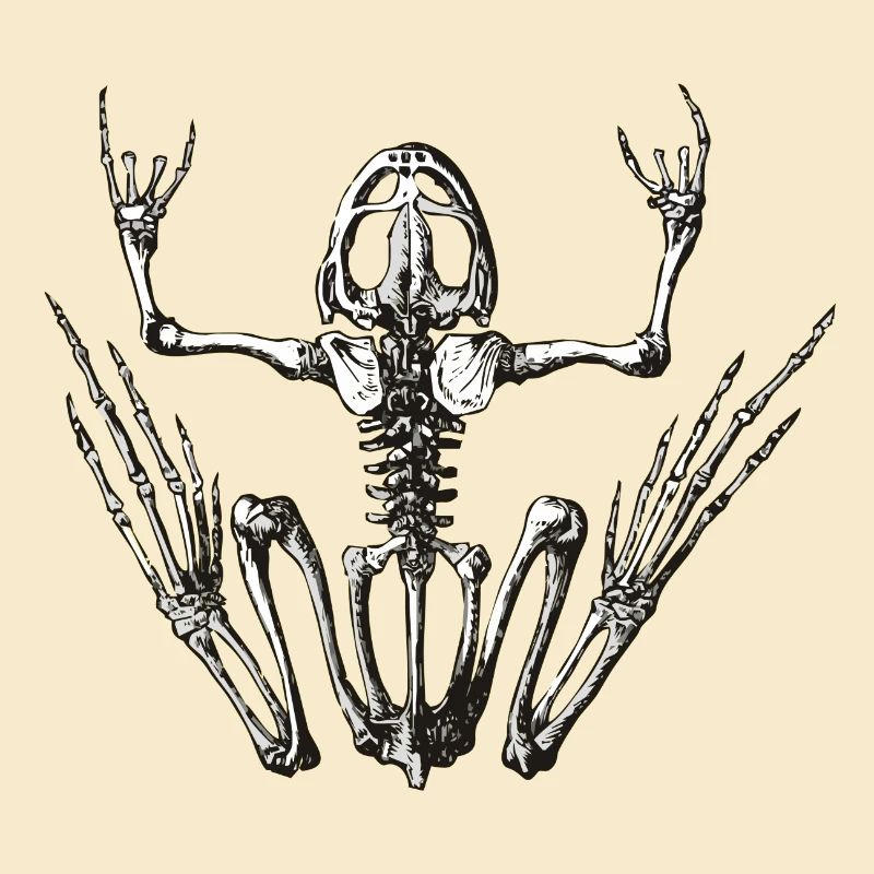 rockfrog