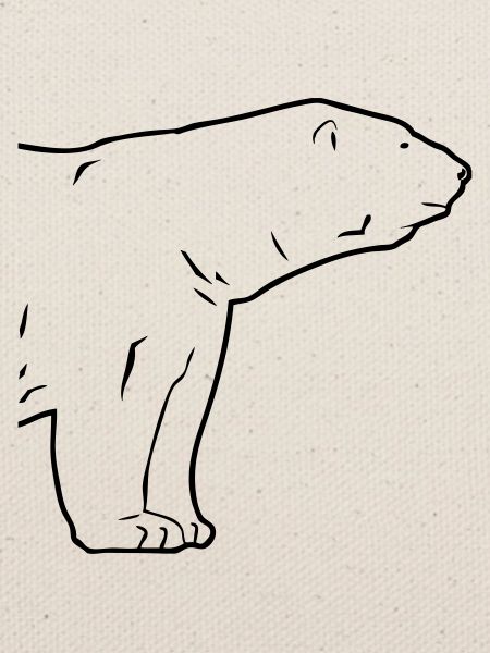Polar Bear - Eisbär
