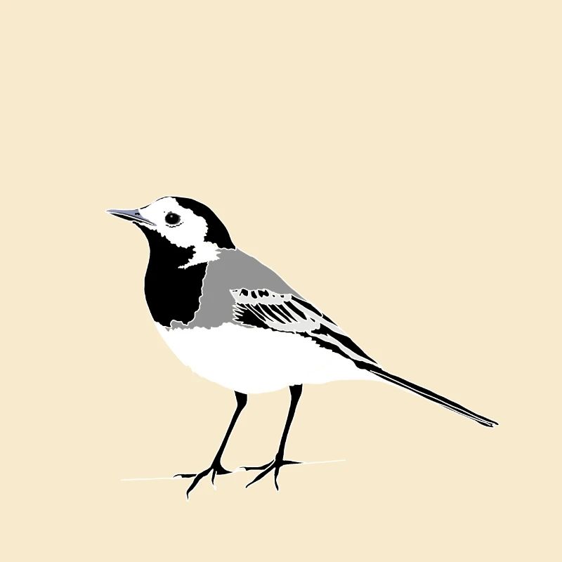 Wagtail
