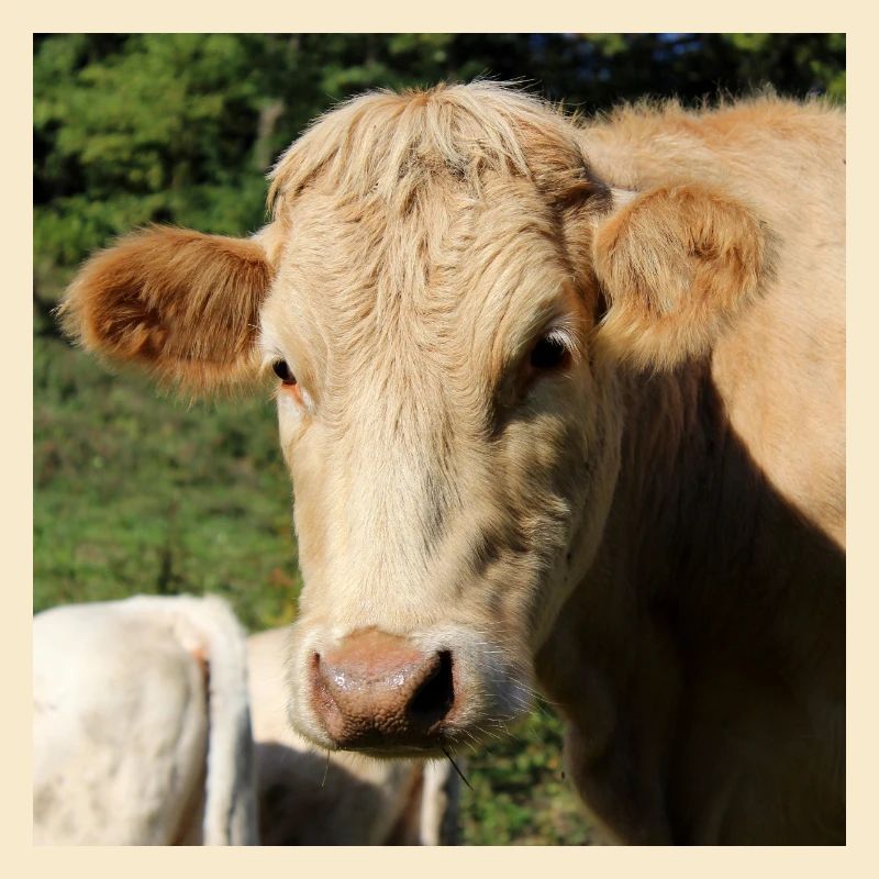 Affiche vache