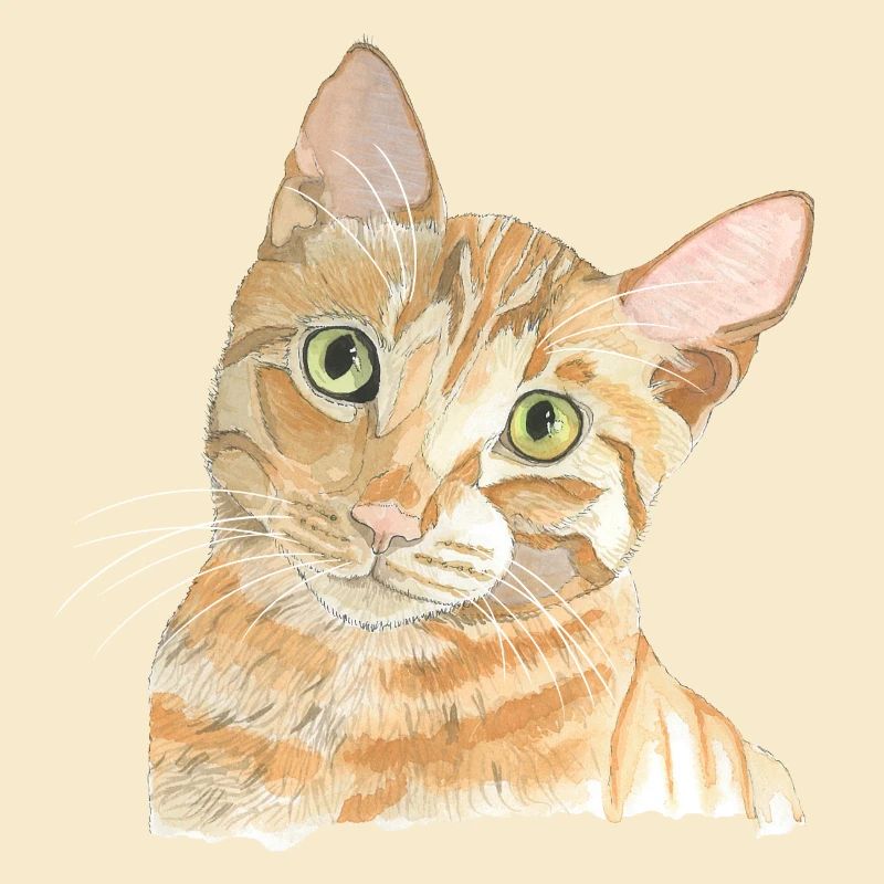 Chat rouge