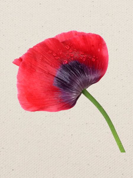 Mohn. poppy
