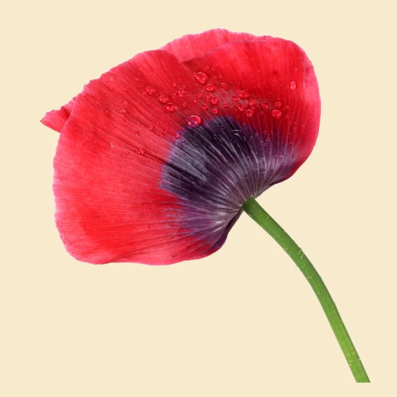 Mohn. poppy