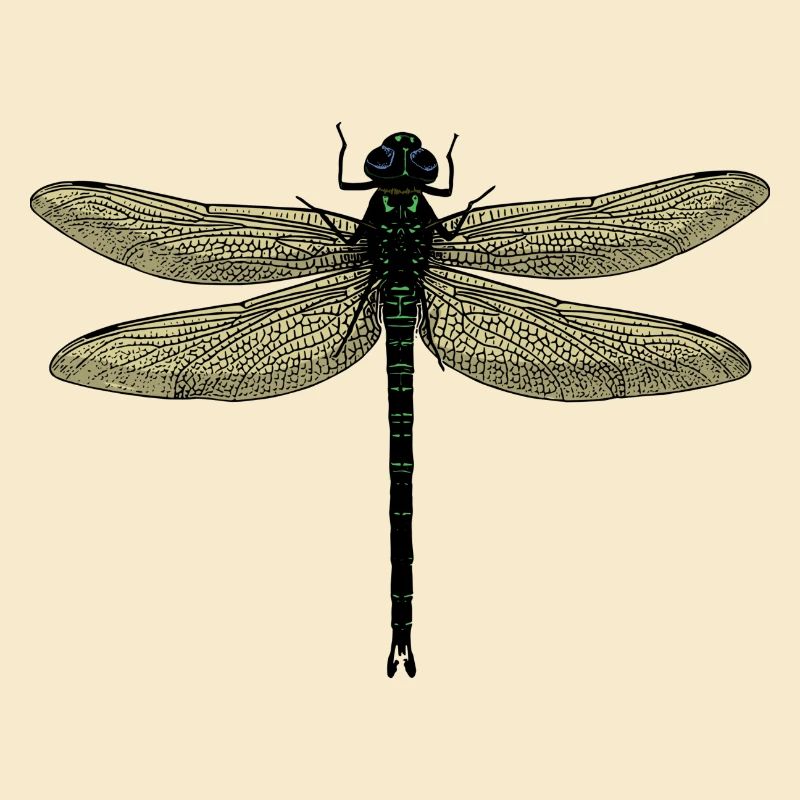 Eine Libelle - Dragonfly