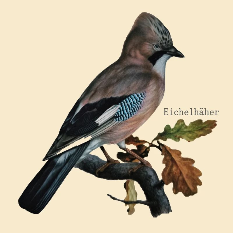 eichelhäher