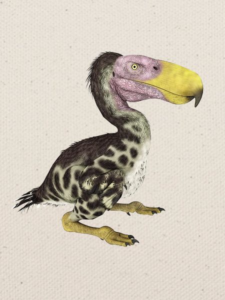 Terrorvogel Kelenken