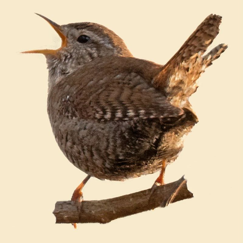 Zaunkönig